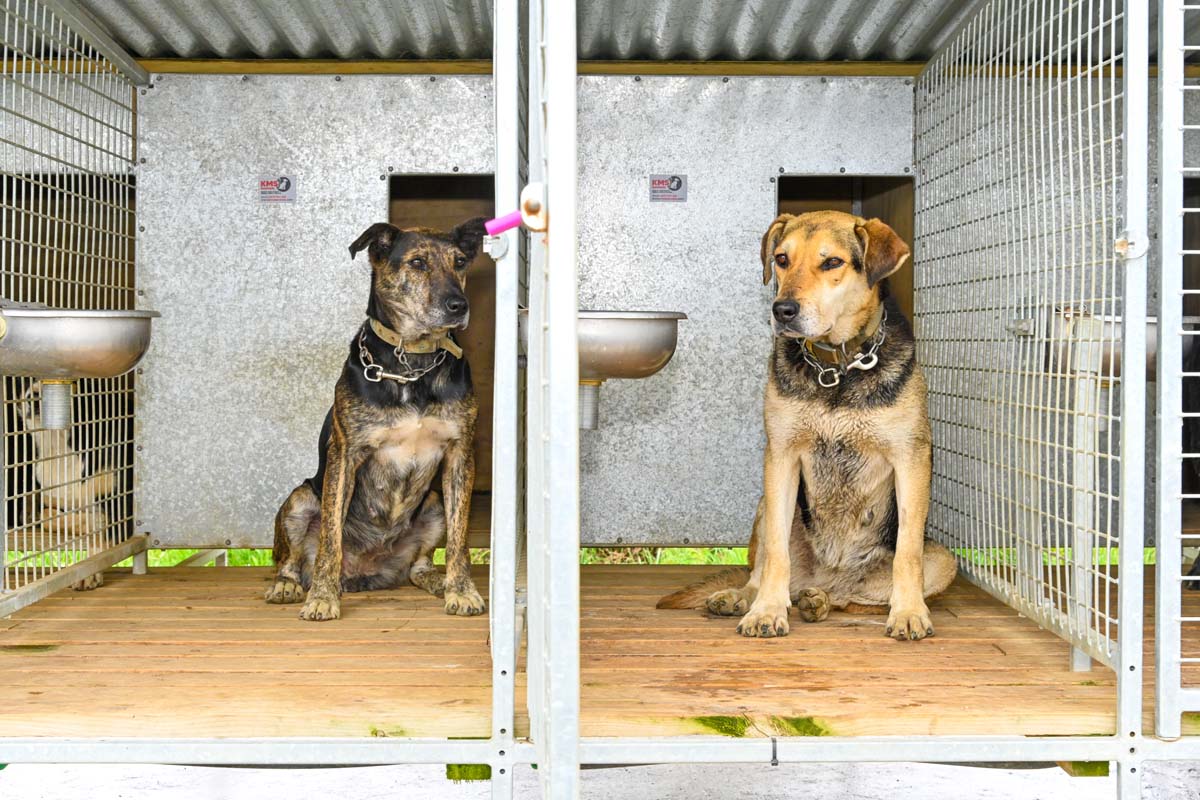 Caring for NZ Working Dogs Housing, Bedding & Water STAMINA